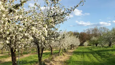 Wilkens Farm Apple Blossoms