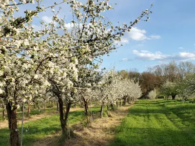 Wilkens Farm Apple Blossoms