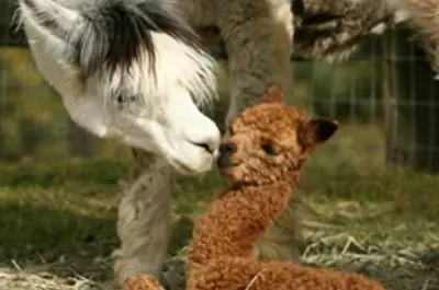 Alpacas